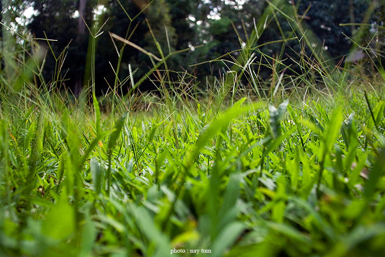 ผืนหญ้าที่เขียวชอุ่มนุ่มท้าว...ในพื้นป่า...ของบ้านเรา